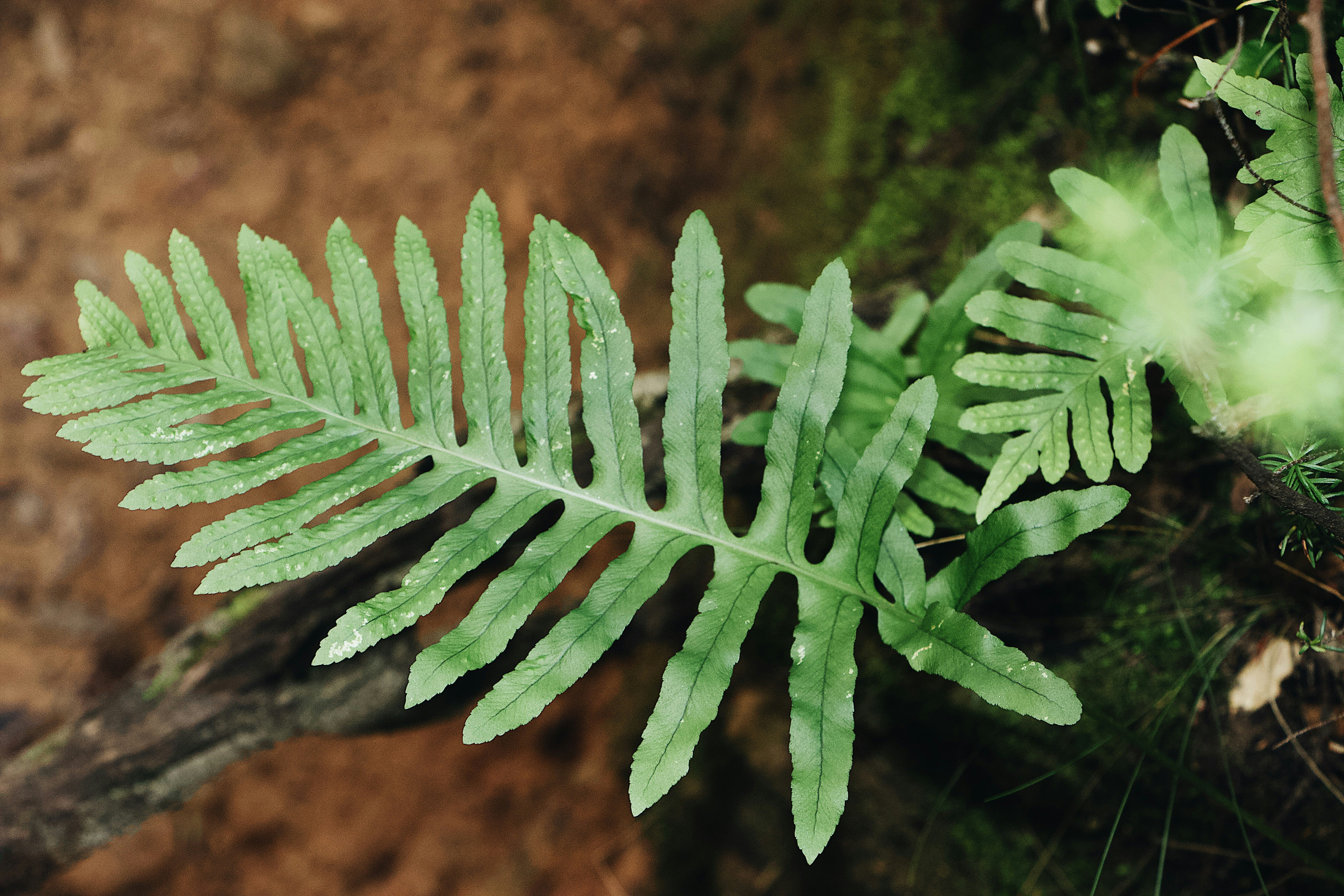 shallow focus photo of fern leaves